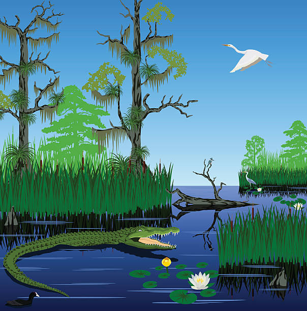 вектор водно-болотных угодий pantanal флорида эверглейдс пейзаж - bird egret wildlife animal stock illustrations