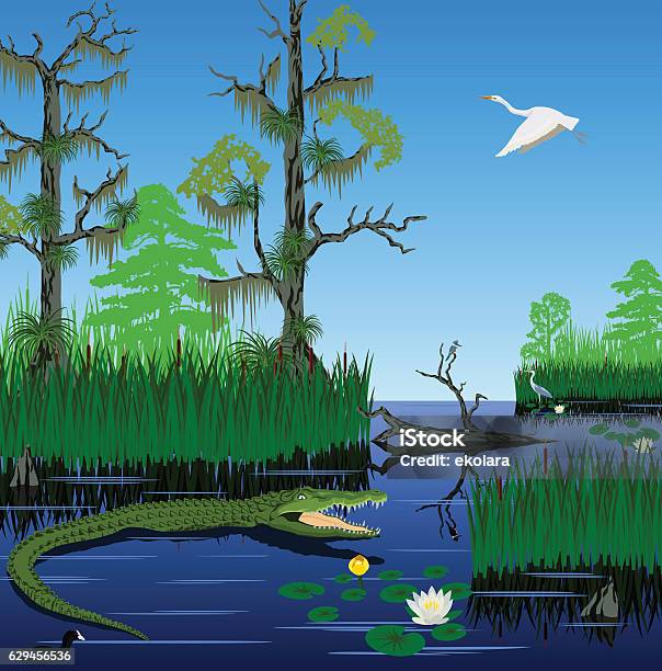 Vector Wetland Pantanal Florida Everglades Landscape Stock Illustration - Download Image Now