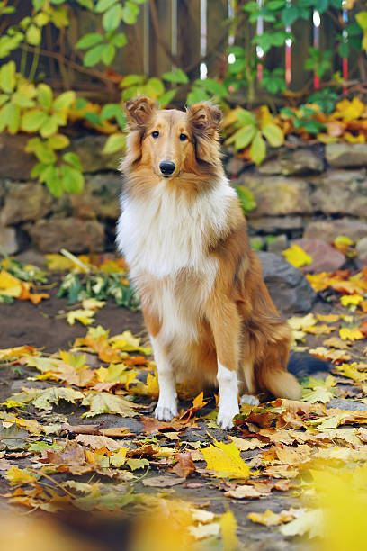 istock Sable rough Collie dog sitting outdoors around fallen maple leaves 629458338