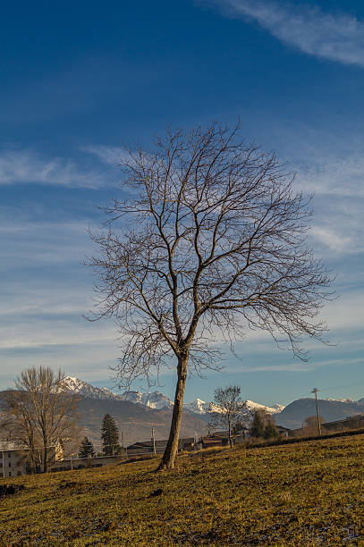 istock Trees in a park on winter season 629459020