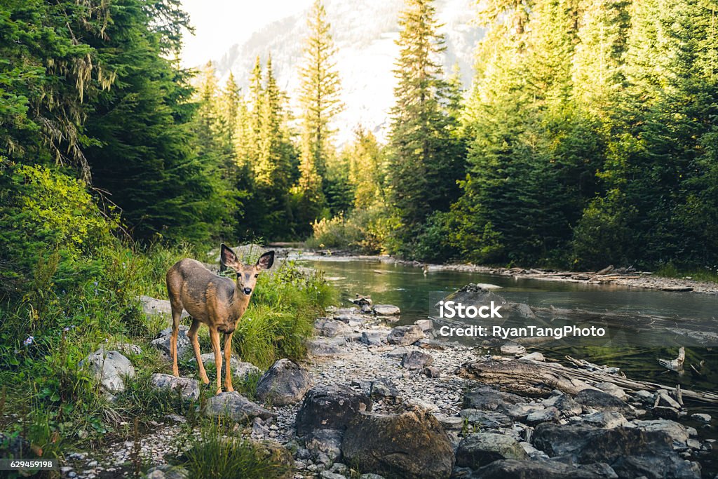 Ciervo solitario en un bosque. - Foto de stock de Bosque libre de derechos