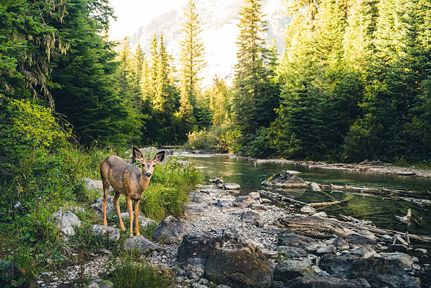 lone deer in a forest. - montana water landscape nature imagens e fotografias de stock