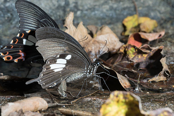 istock the butterfly on ground 629459418