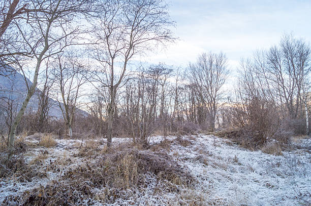 istock Trees in a park on winter season 629460490
