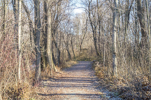 istock Trees in a park on winter season 629460790