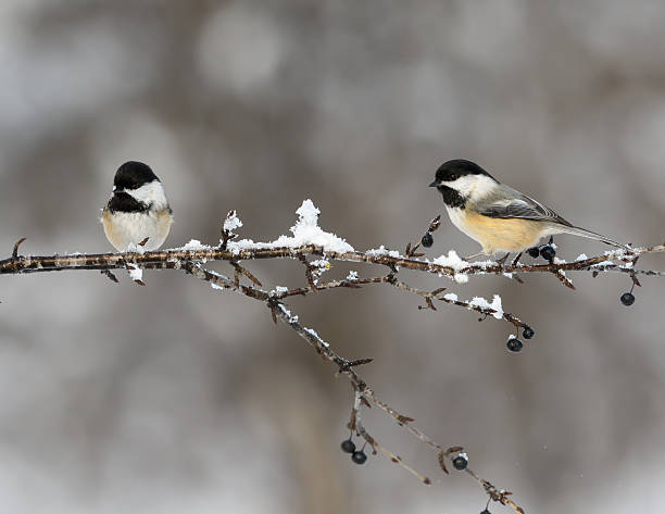 istock Two Black-Capped Chickadees in Winter 629461494
