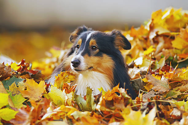 Beautiful Border Collie playing with a wooden stick. A Border Collie takes a playful pause, capturing a moment of innocence and joy amidst a serene park setting, the sunlight gently highlighting its fluffy coat.