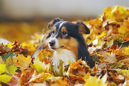 Adorable Sheltie dog lying down outdoors in fallen maple leaves in autumn