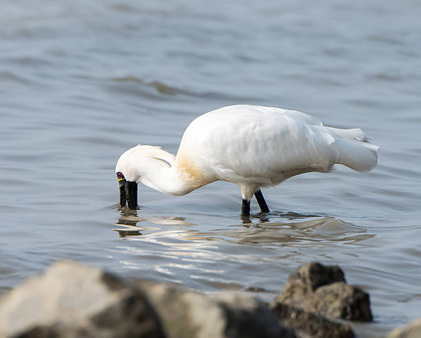 블랙힐스 단열재에 노랑부리저어새 in 센첸 china, - black faced spoonbill 뉴스 사진 이미지