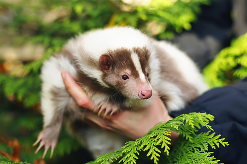 White and brown striped domestic skunk in woman's hands