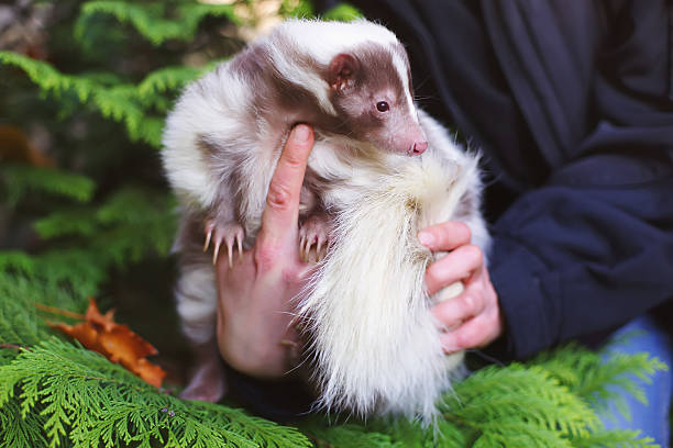 White and brown striped domestic skunk in woman's hands