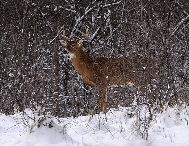 istock White-tailed Deer Buck in Winter 629461848