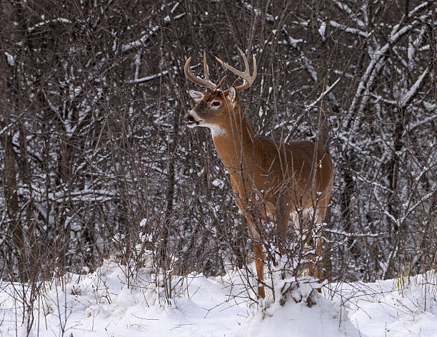 istock White-tailed Deer Buck in Winter 629461870