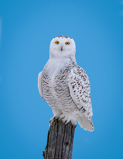 istock Snowy Owl Portrait on Blue Sky 629461892