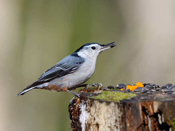 istock White-breasted Nuthatch Eating Sunflower Seeds in Fall 629462030