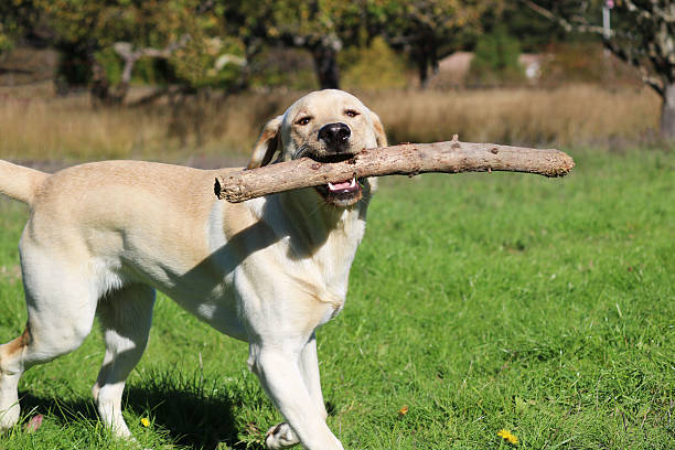 istock Young Yellow Labrador Retriever Running with a Stick 629480638