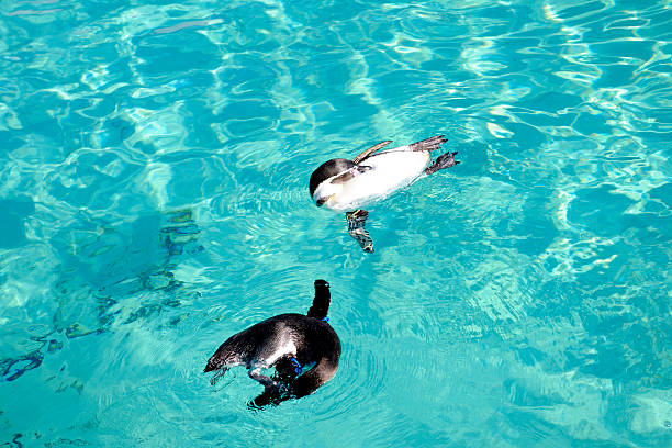 istock High angle view of two penguins playing in blue water 629480710