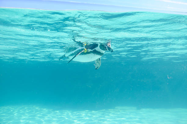 istock Low angle view of penguin swimming under blue water 629482066