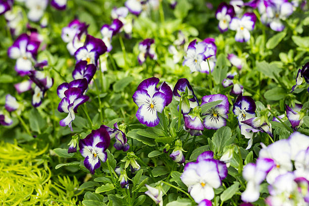 istock purple and white viola flower in field 629482688