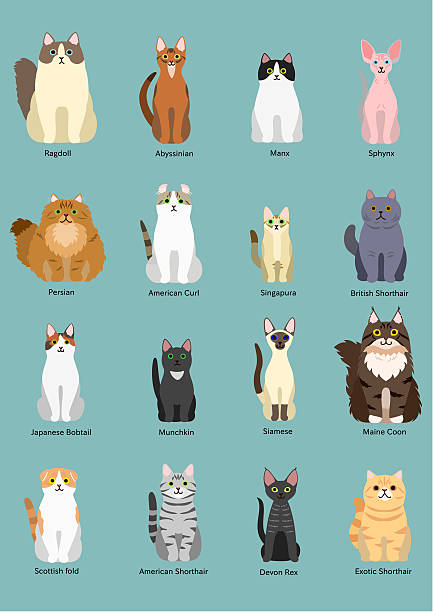 cats breed cats breed. purebred cat stock illustrations