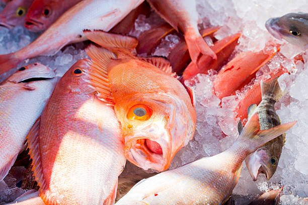 istock Fresh Caught Florida Red Snapper Fish on Ice Haulover Miami 629482854