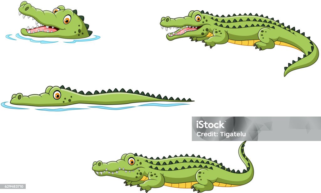 Krokodil-Sammlung-Set - Lizenzfrei Echte Krokodile Vektorgrafik