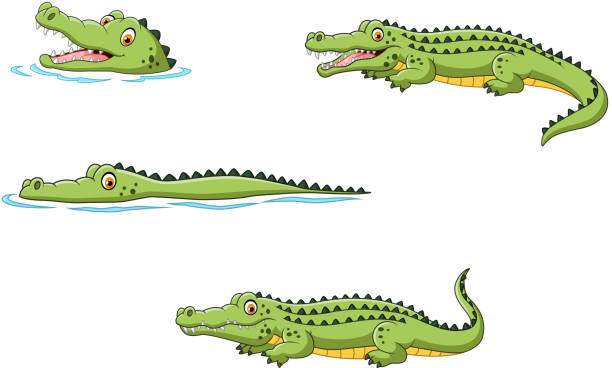 Crocodile collection set Illustration of Crocodile collection set  crocodile stock illustrations
