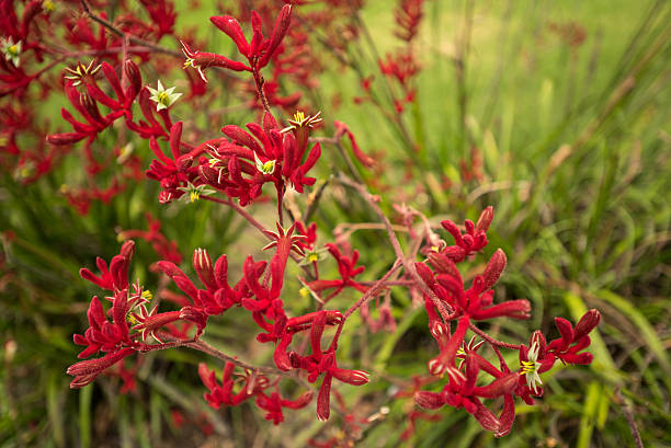 istock Red kangaroo paw flowers 629494660