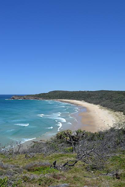 istock National park deserted beach with surf and bush 629495880