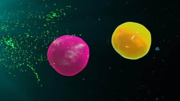 istock Activating t cells and b cells 629495920