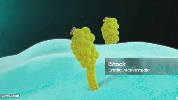 Antigen Presenting Cells Stock Photo - Download Image Now - Letter T, Assistance, Activity