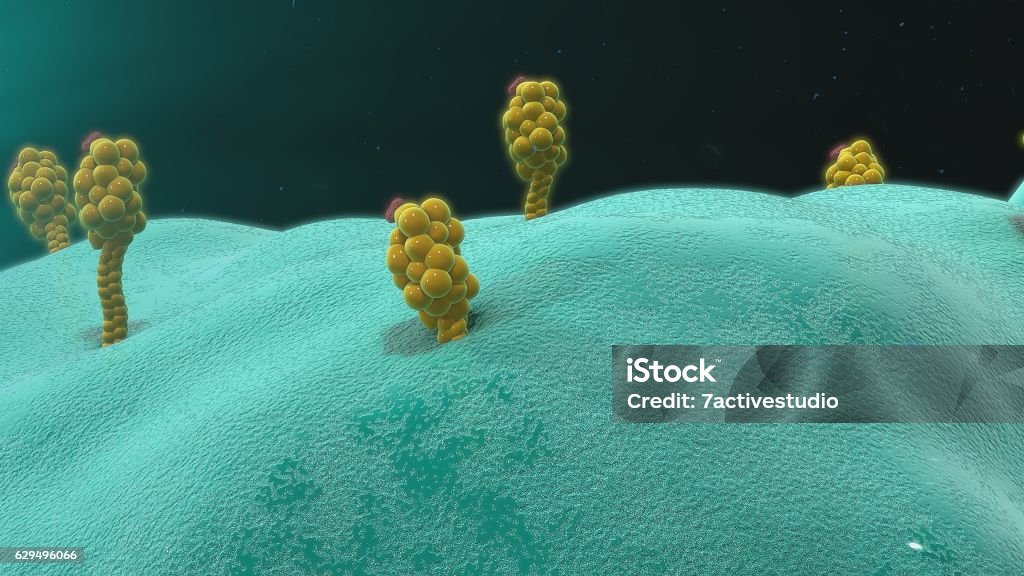 Antigen presenting cells Antigen-presenting cells (APCs) are a heterogeneous group of immune cells. Letter T Stock Photo
