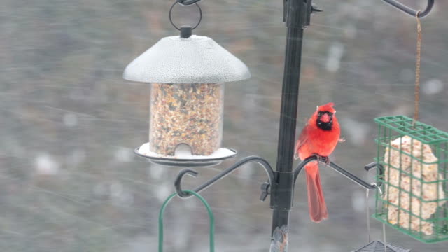 Birds Feeding, eating seeds in winter time