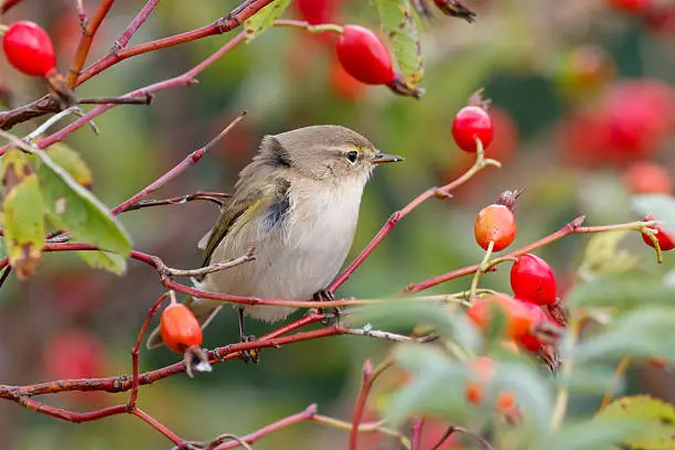 Chiffchaff bird sitting on wild rose bushes. Against the background of red berries. Autumn