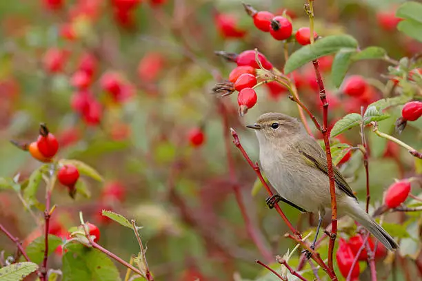 Chiffchaff bird sitting on wild rose bushes. Against the background of red berries. Autumn