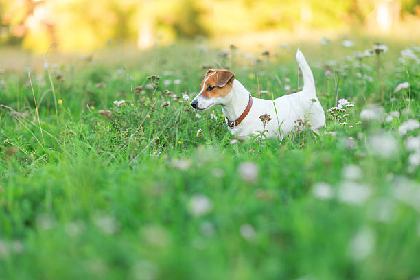 istock Jack Russell Terrier puppy in the grass 629508334