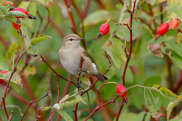 istock Chiffchaff bird sitting on wild rose bushes. Autumn 629508374