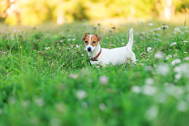 istock Jack Russell Terrier puppy in the grass 629508568