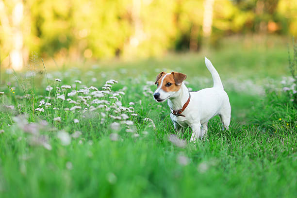 istock Jack Russell Terrier puppy in the grass 629508830