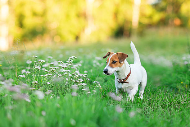 istock Jack Russell Terrier puppy in the grass 629508894