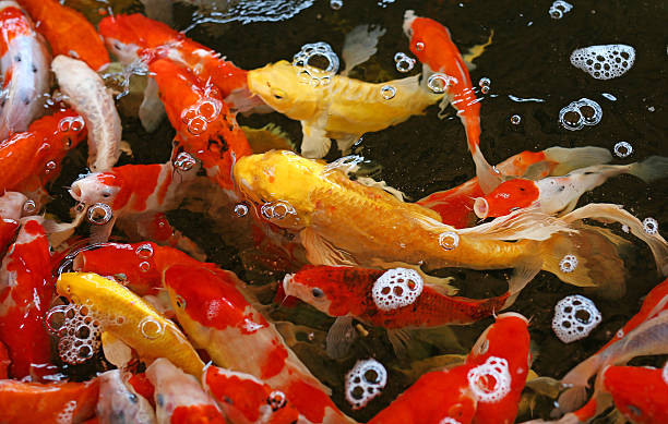 istock Koi fish swim on the pond 629514110