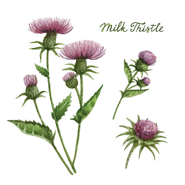 Watercolor vector illustration of milk Thistle. Watercolor vector illustration of milk Thistle. Healing Herbs for design Natural Cosmetics, aromatherapy, medicine, health products and homeopathy. thistle stock illustrations