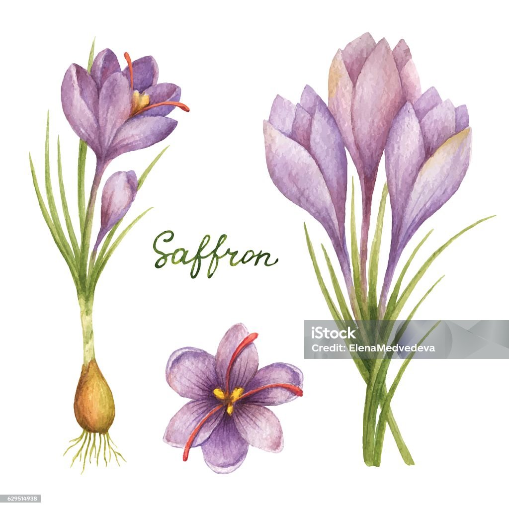 Illustration vectorielle aquarelle du safran. - clipart vectoriel de Safran libre de droits