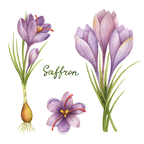 Saffron Graphics 930+ Saffron Field Stock Illustrations, Royalty-Free Vector Graphics ...