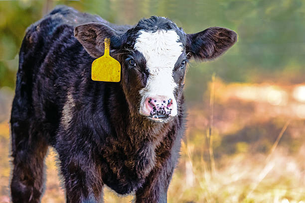 istock Angus crossbred calf to the left 629515234