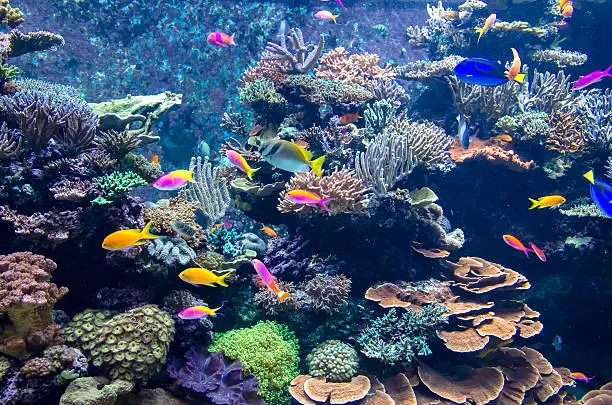 Colorful fishes and corals in the aquarium