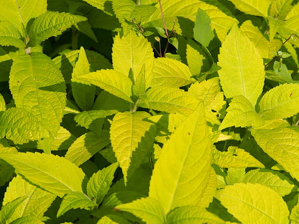 istock Leucosceptrum japonicum 'Golden Angel' 629527110