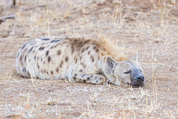 Spotted Hyena lying down in the bush, Africa