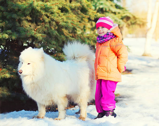 istock Little child walking with white Samoyed dog on snow winter 629528680