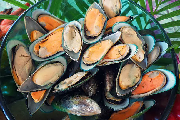 large Newzealand mussels - cooked